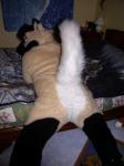 cute fursuit butts